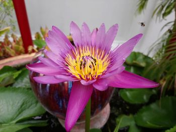 Close-up of pink water lily in pond