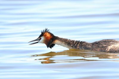Side view of a bird in lake