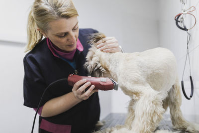 Professional veterinarian woman cutting fur of dog at table