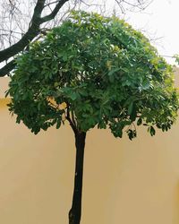 Low angle view of tree against sky