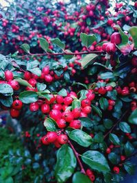 Close-up of red berries growing on tree