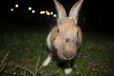 Close-up of rabbit on field