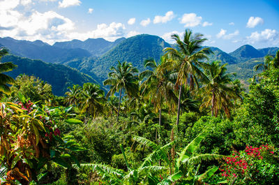 Rainforest on st. lucia