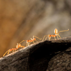 Close-up of ant on tree trunk