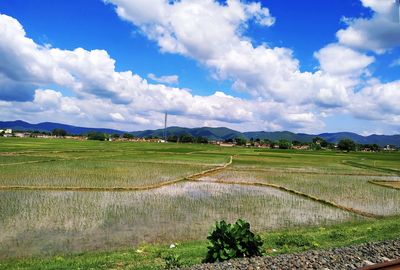 Scenic view of field against sky