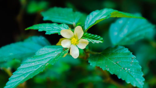 Close-up of yellow flowering plant