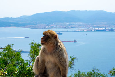 Close-up of monkey against sky