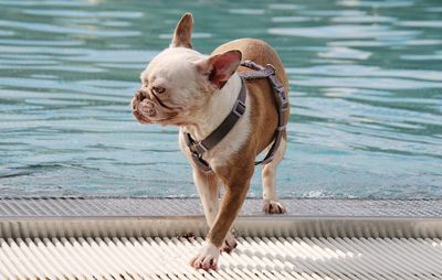 Close-up of french bulldog running