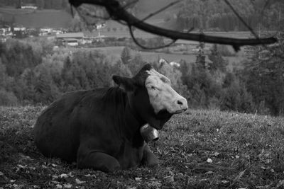 Cow in a field