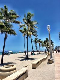 Palm trees by sea