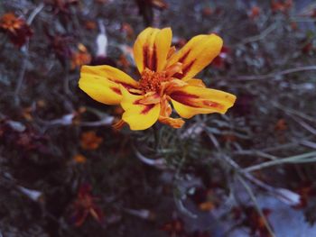 Close-up of yellow flower blooming outdoors