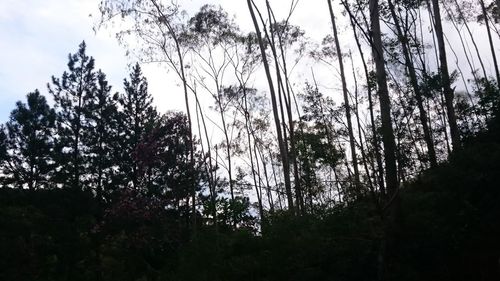 Low angle view of trees against sky