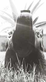 Close-up of horse in grass