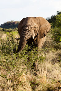 View of elephant on land