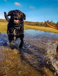 Dog on wet shore against sky