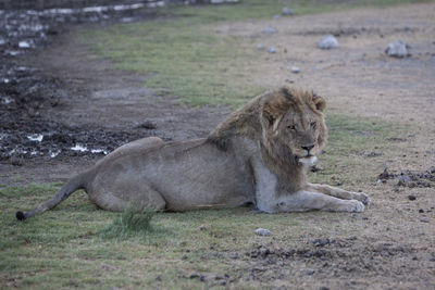 Lion relaxing on field