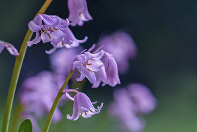 Close-up of purple iris flowers