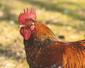 Close-up of rooster