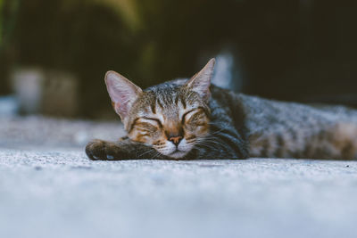 Portrait of a cat resting