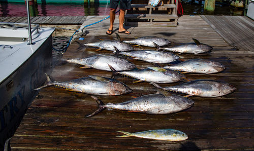 High angle view of fish on table