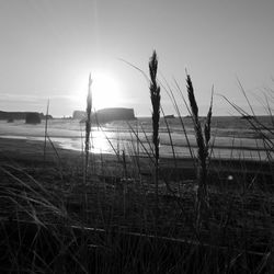 View of tree against sky