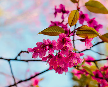 Close-up of pink bougainvillea blooming outdoors