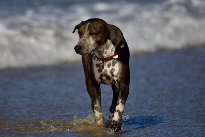 Dog running on beach