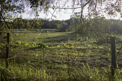 Scenic view of field against trees