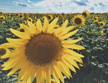 Close-up of sunflower blooming in field