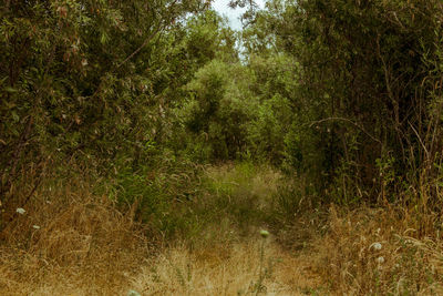 Trees growing on field