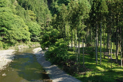 Scenic view of lake in forest