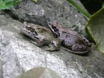 Close-up of frog in water