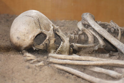 Close-up of human skull