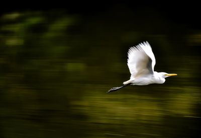 White bird flying over lake