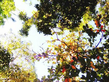 Low angle view of tree