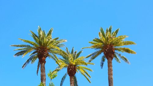 Low angle view of palm trees against clear blue sky