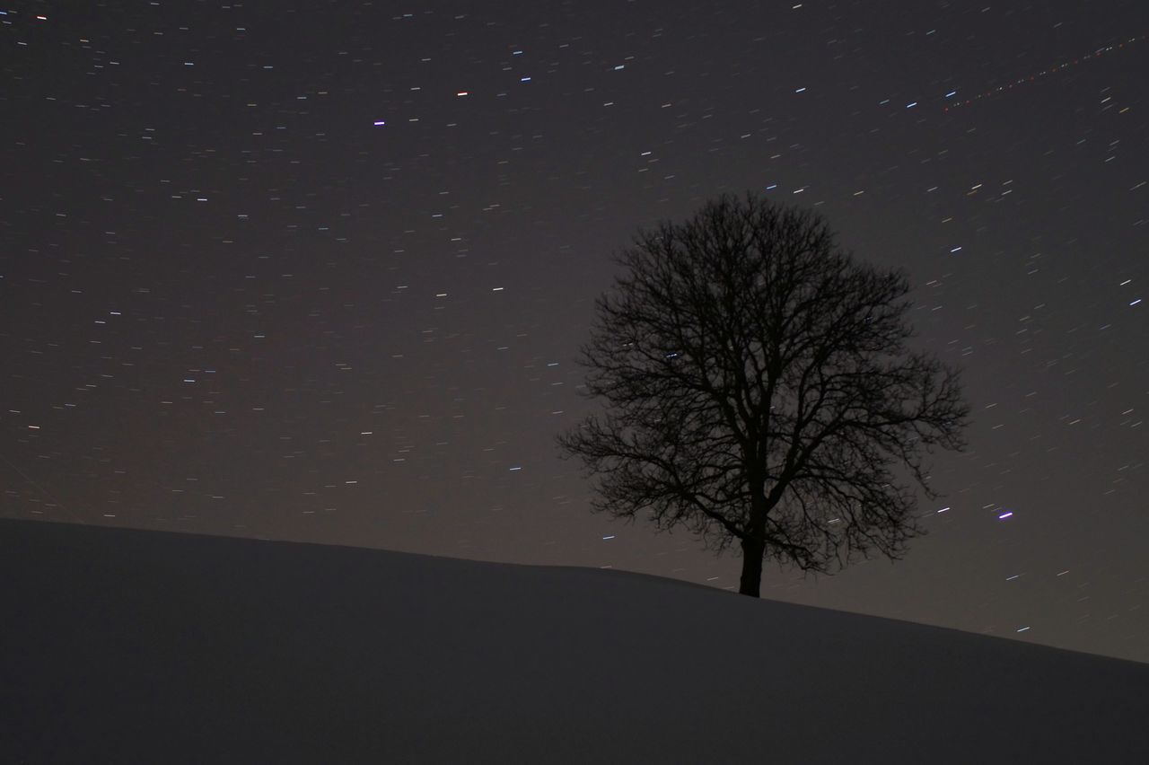 LOW ANGLE VIEW OF TREE AGAINST STAR FIELD