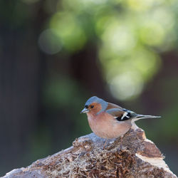 Close-up of bird perching