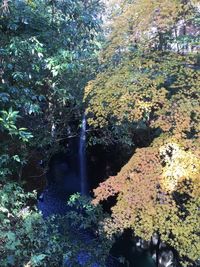 View of waterfall in forest