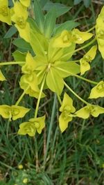 Close-up of yellow flowering plants on field