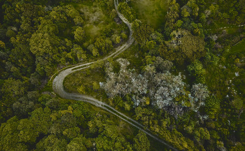 High angle view of trees in forest