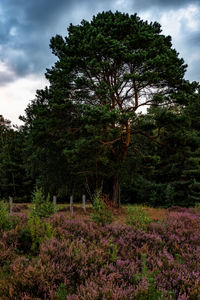 Trees growing on field against sky