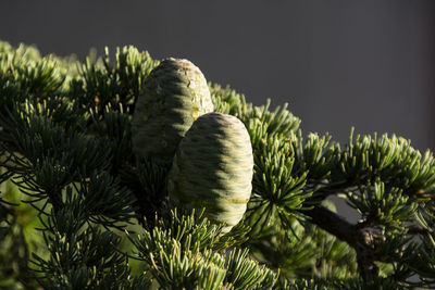 Close-up of pine cone on tree