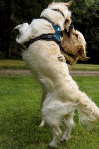 White dog standing on field