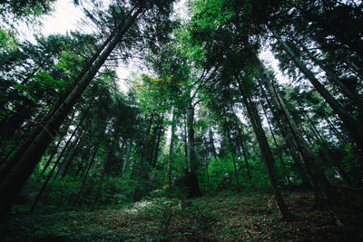 Low angle view of bamboo trees in forest