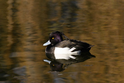 Duck swimming in a lake