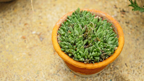 High angle view of succulent plant on table