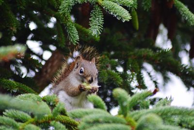 Close-up of squirrel on tree