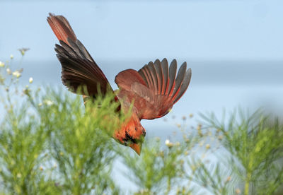 Northern cardinal flies down towards a bunch of flowers in the back garden