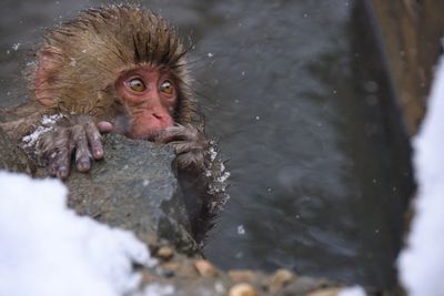 Portrait of monkey in snow